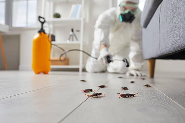 Commercial Kitchen Cockroach Control in Hondo